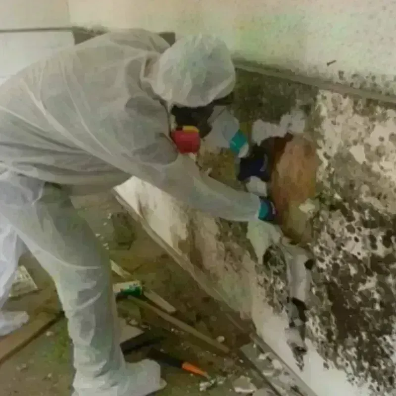 Mold Remediation and Removal in Smokey Point, WA